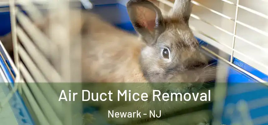 Air Duct Mice Removal Newark - NJ
